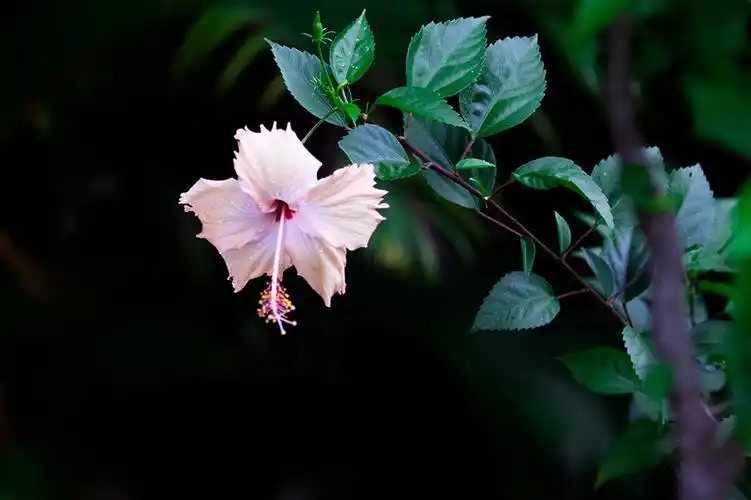 【原创】斐济,国花扶桑