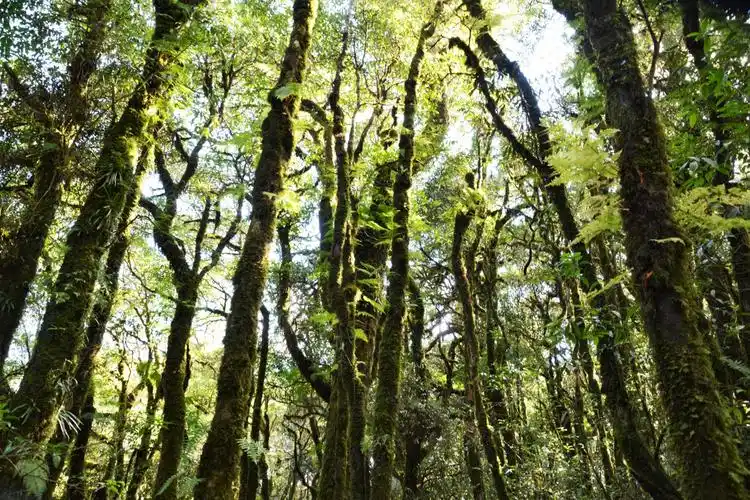 金山原始森林位于云南新平县戛洒与镇沅县的交界处哀牢山风景区,是