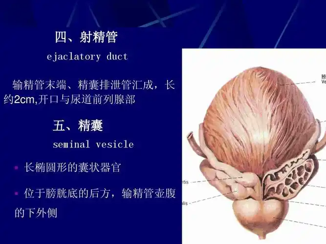 医学 人体解剖学课件生殖系统四,射精管 ejaclatory duct 输精管末端