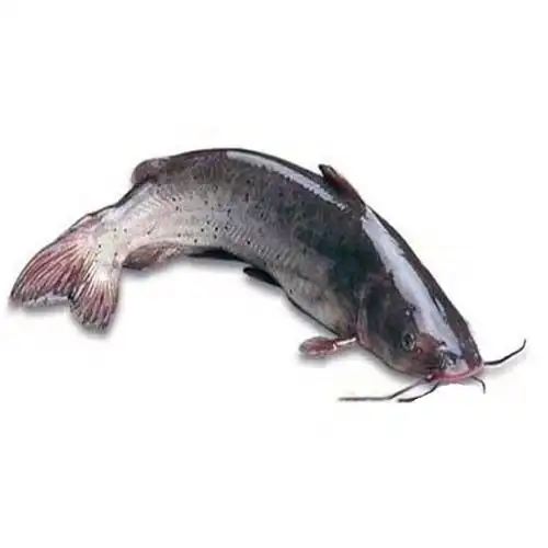 大葱葱段,自制底料炒香加高汤,烧开后下江团煮个几分钟下烧白一起煮