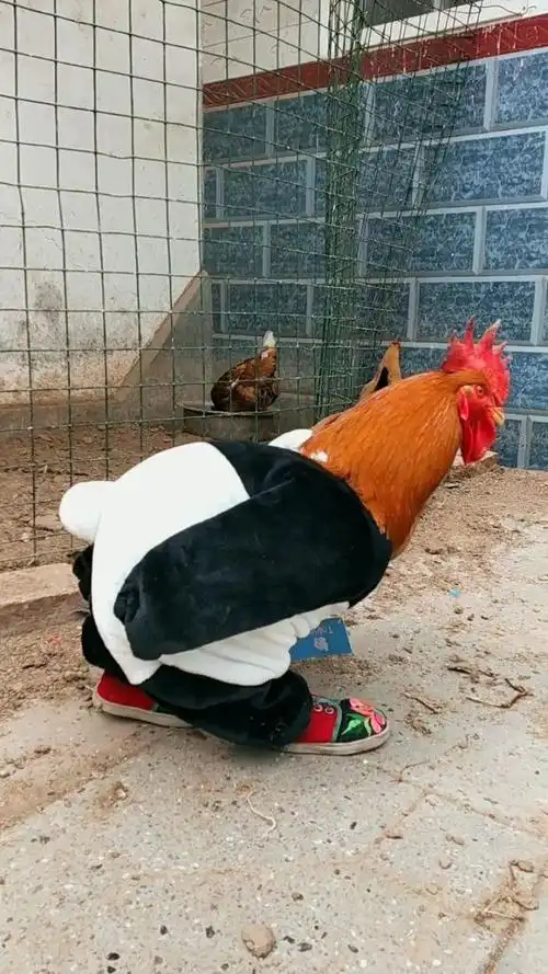 大公鸡,你这样走路是要笑死我这个主人呀,太搞笑了