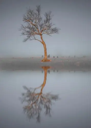 thelonelytree新西兰有一颗著名的孤独树这颗是咱们中国独特的孤独树