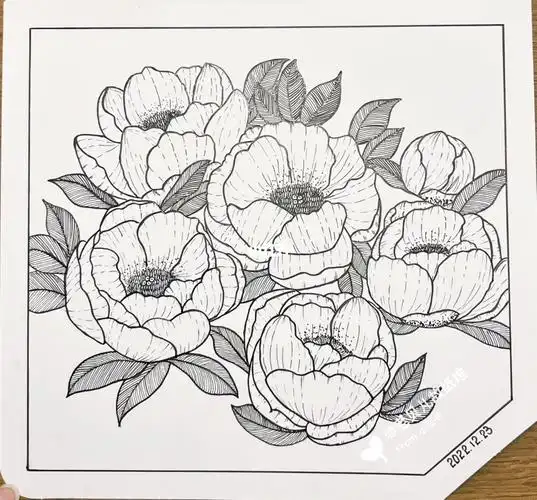 控笔线描打卡day32/山茶花