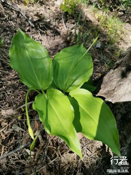 行走山野间一一人间四月天,桑池春来晚