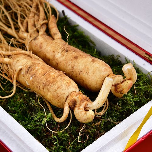 人参礼盒新鲜新鲜人长白山盒装东北东北人野山正宗人参