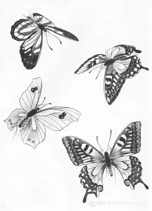 杨秀华国画网络课堂第十节《写意蝴蝶的画法》