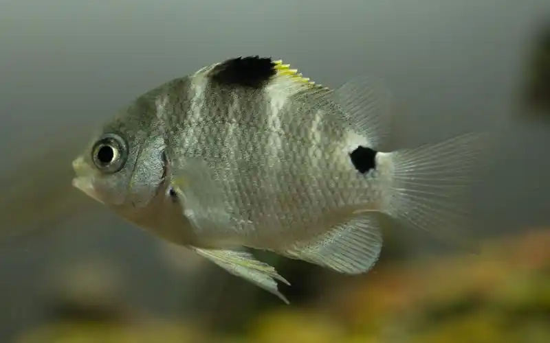 活动  梭地豆娘鱼(大概是这个名字)