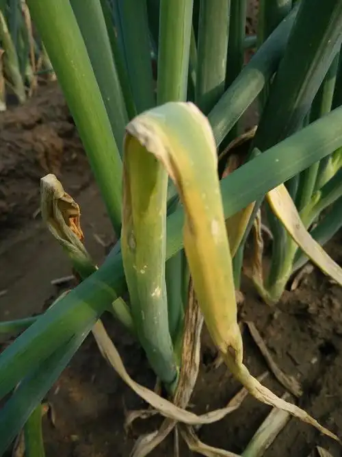 四月气温回升大葱疫病开始盛行怎么预防这有绝招