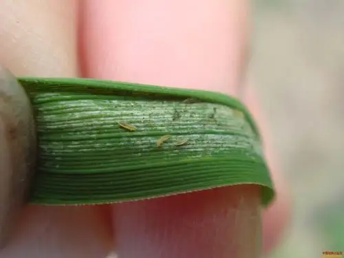 稻蓟马(大图特写)