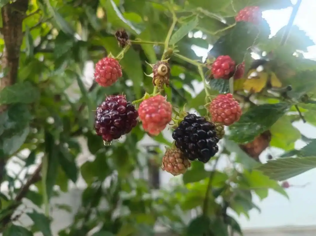 植物小科普～黑莓 别 名:	露莓,树莓,覆盆子科    :蔷薇科特 征