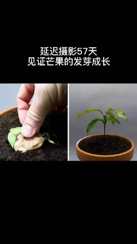 影片:芒果是怎么种植的,看完你就明白了芒果延迟摄影