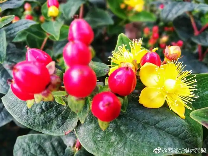 云南华宁青龙镇63岁村民刘发升种植火龙珠成功