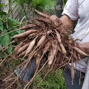 深山野生天门冬泡酒新鲜中药材三百棒现挖天冬500g正品大门冬根