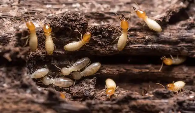 白蚁的两面性:能毁坏千里之堤,也能保护雨林不受气候影响