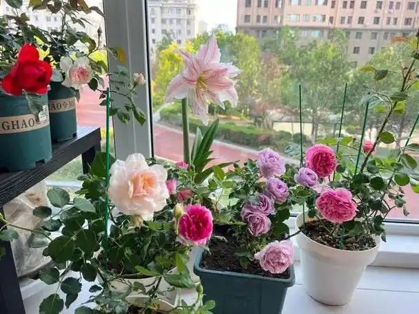 看起来无比美丽,家里养上几盆花,温馨又大气,还能净化空气,养花只有