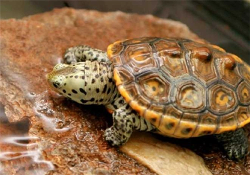 德州锦钻纹龟