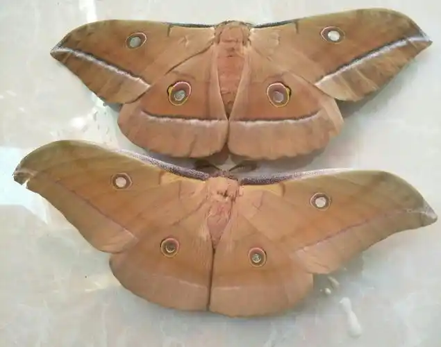 柞蚕新品种简介:秋丰一号