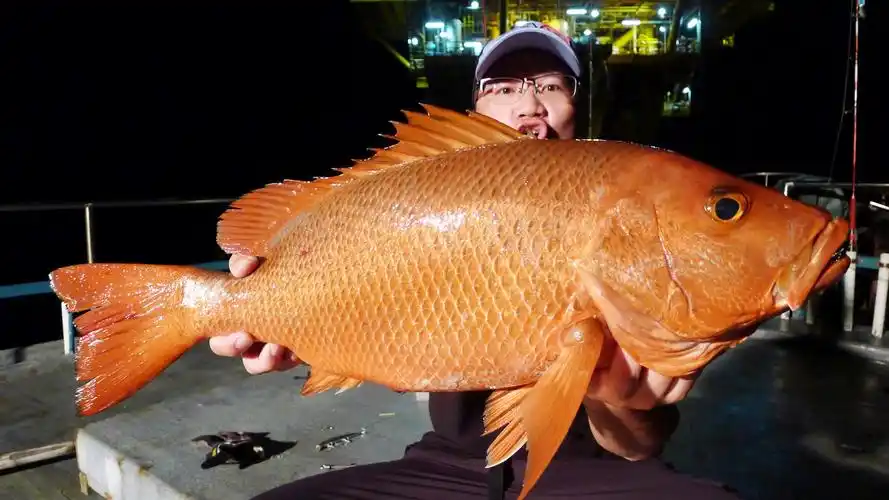 海里的鱼有:黄花鱼,带鱼,鲅鱼,鱿鱼,墨鱼,偏口鱼,,鳕鱼,鲳鱼,鲈鱼