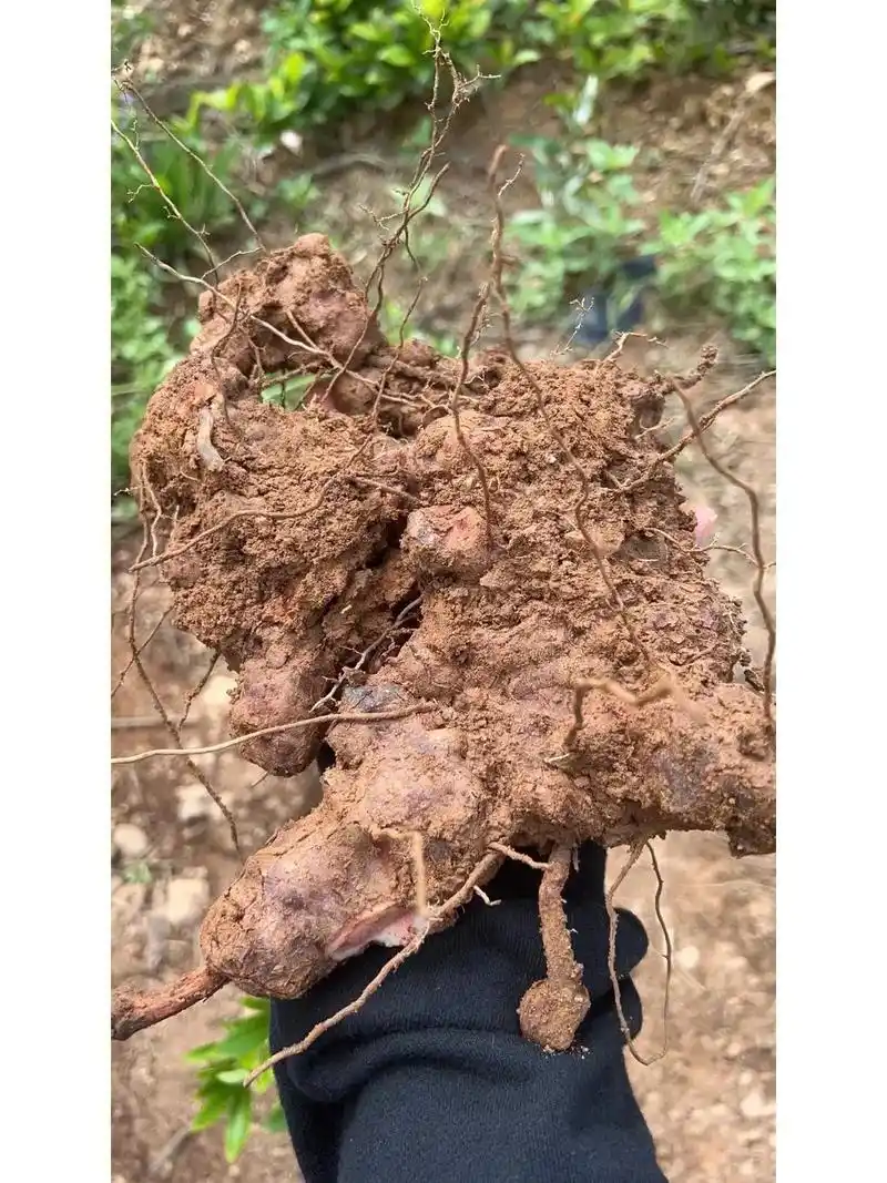 土茯苓