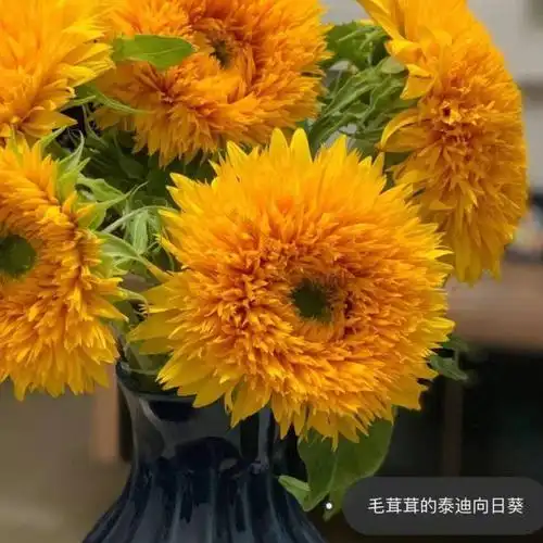 昆明鲜花基地直发稀有多头泰迪重瓣向日葵花期长水养真花包邮到家-阿