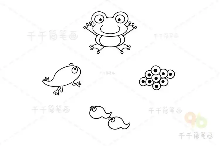 青蛙成长过程图简笔画