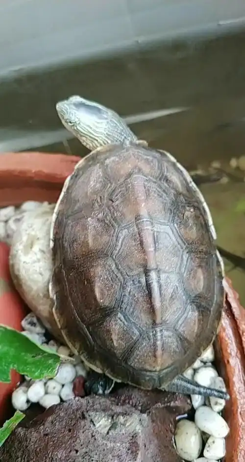 中华花龟#被称为腐皮腐甲王的中华花龟