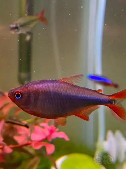 【灯科鱼】蓝钻红梅发色中 果然发色了就是不一样