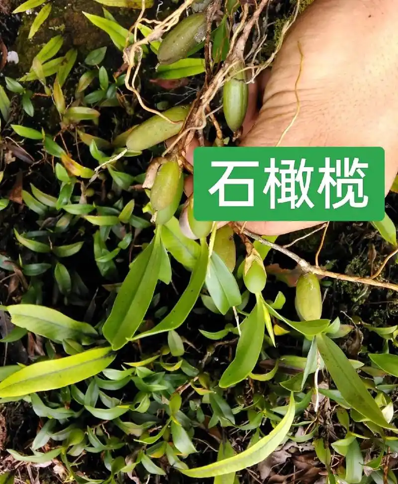 【闽北山珍,地方特产】—石橄榄