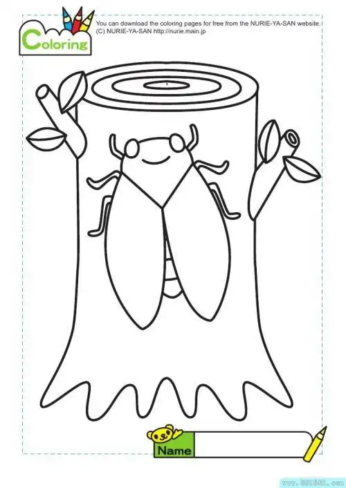 树上的蝉简笔画视频