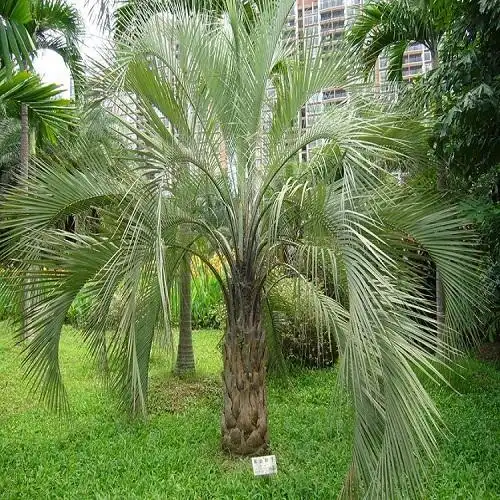 榕翔苗木场基地批发供应大型行道观景树布迪椰子规格齐全