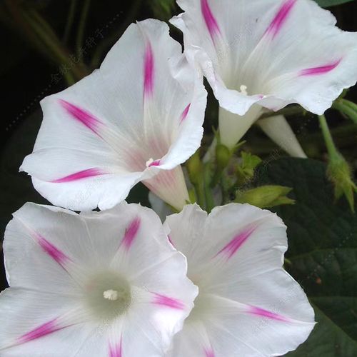 白色条纹大牵牛花种子爬藤垂吊盆栽庭院室内阳台植物四季易活花籽