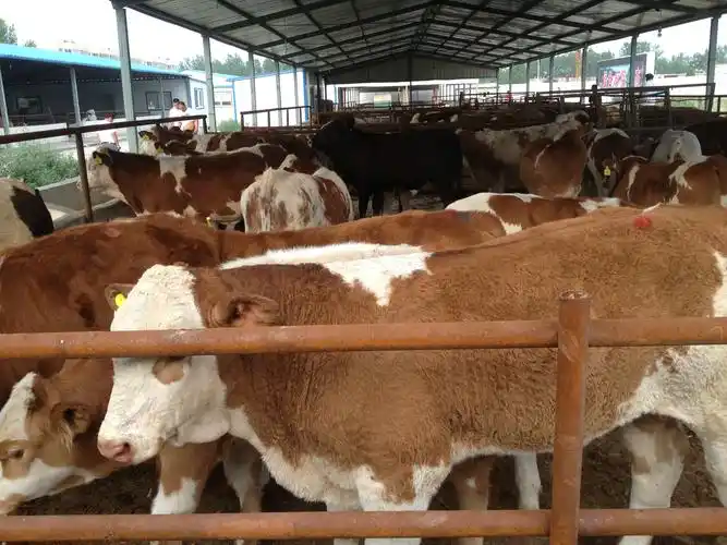 也并不比专门化肉牛品种差,役用性能也很好,是乳,肉,役兼用的大型品种