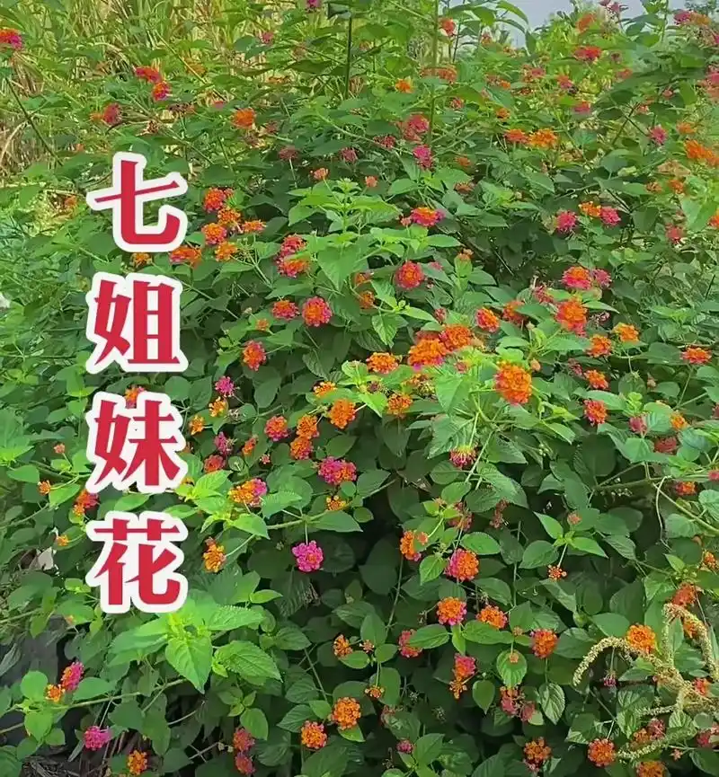 识百草 野生药材 ,是大自然的馈赠. - 抖音