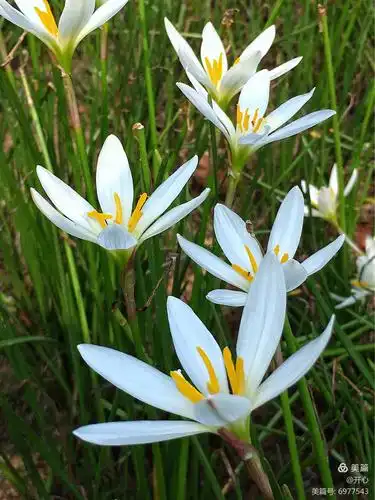 "通过这些诗句,我们也可以了解到,葱兰的花期在九月,在夏季前后特别是