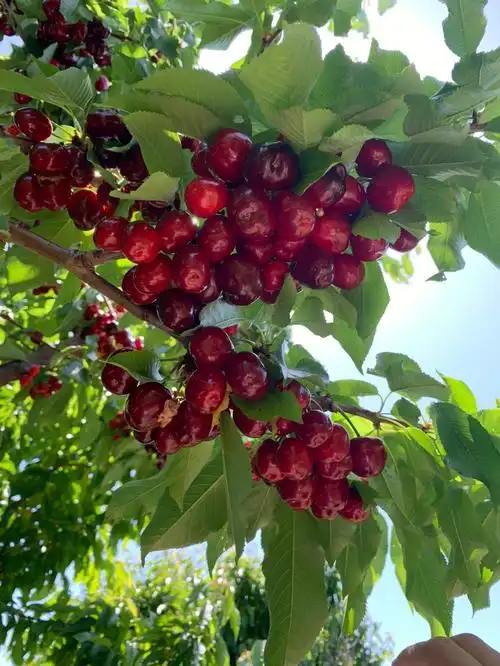 车厘子真是又多又甜熟透啦