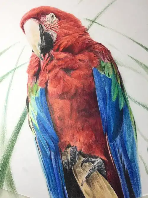 彩铅画动物之《华丽的鹦鹉》