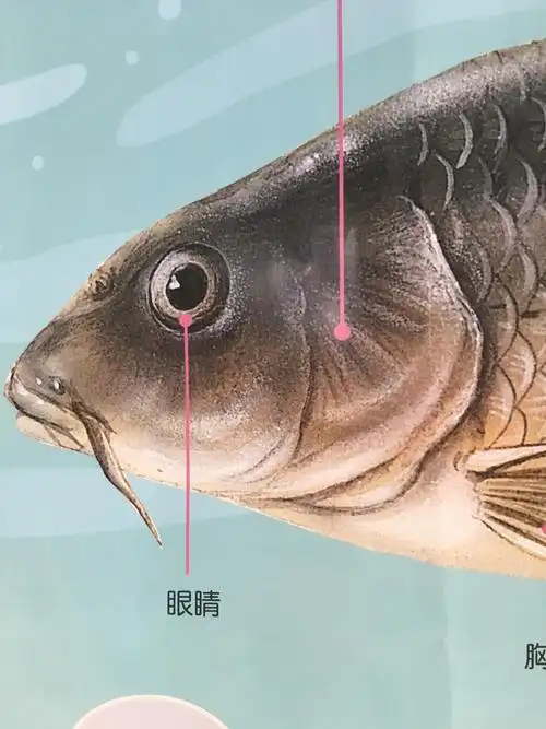 这是鱼的眼睛