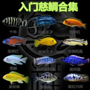 入门热带观赏鱼小型三湖慈鲷非洲王子阿里雪中红血艳红雪雕合集