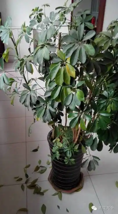 必学| 发财树,幸福树…常见花卉掉叶子,小心立马挂掉!