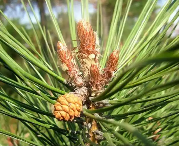 【马尾松的花有什么药用】马尾松与油松的区别,植物知识,种植栽培养护