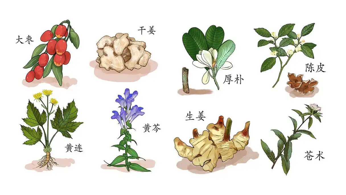 商业插画 — 中草药 植物插画