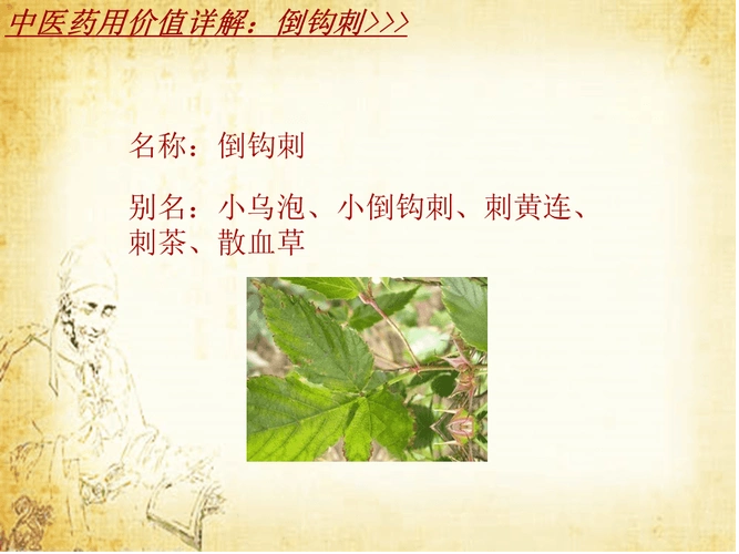 中药学倒钩刺药材详解课件模板