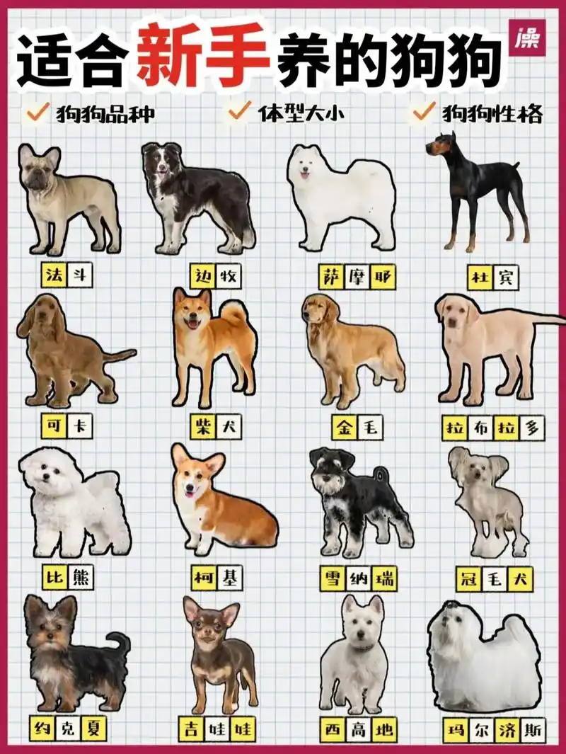 宠澡堂|适合新手养的狗!体型&优缺点合集.