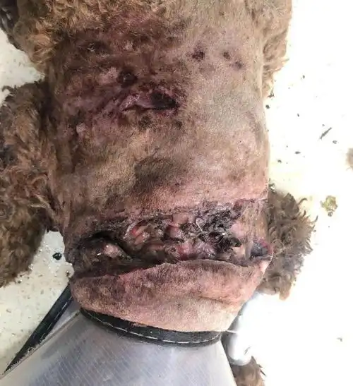 惨不忍睹被恶意砍伤脖子的小泰迪