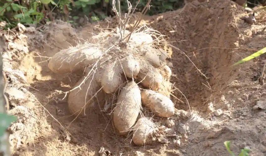 白沙牙叉镇营盘村毛薯开售啦