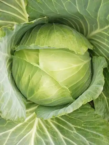 绿甘蓝 2.0~2.5斤