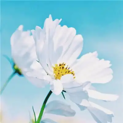 简单干净好看的好运头像 唯美高清能带来好运的风景头像_风水头像