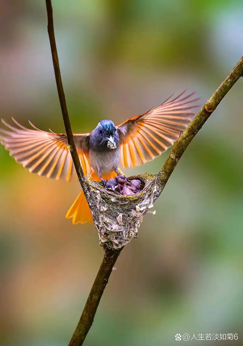 鸟妈妈喂小鸟,是一幅令人感动的画面.