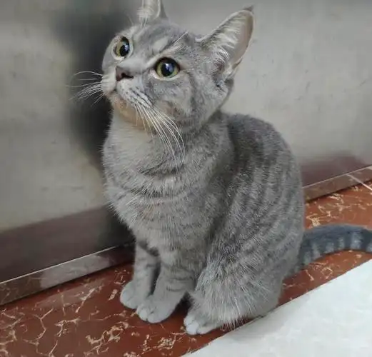 广州转只美短蓝虎斑妹妹,十个多月,未绝育,没配.