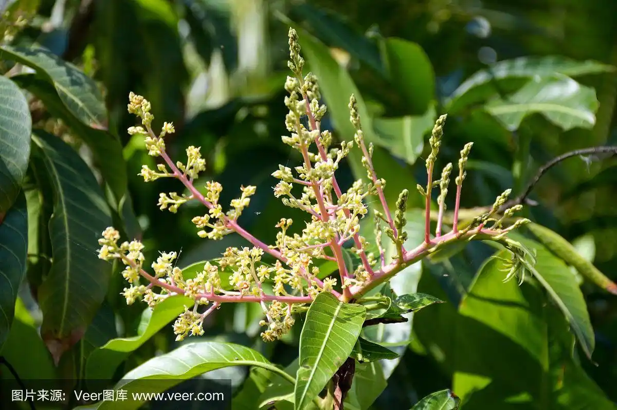 芒果花